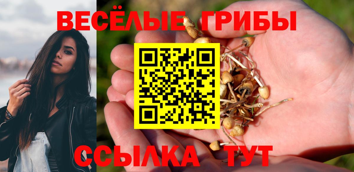 Галлюциногенные грибы Psilocybine cubensis Омск